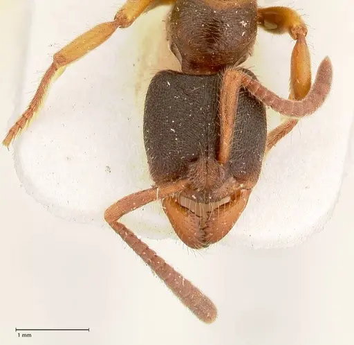 Ectomomyrmex overbecki - FOCOL0961