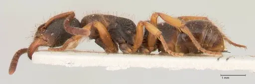 Ectomomyrmex overbecki - FOCOL0961