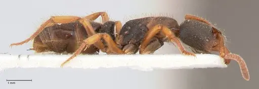 Ectomomyrmex overbecki - FOCOL0961