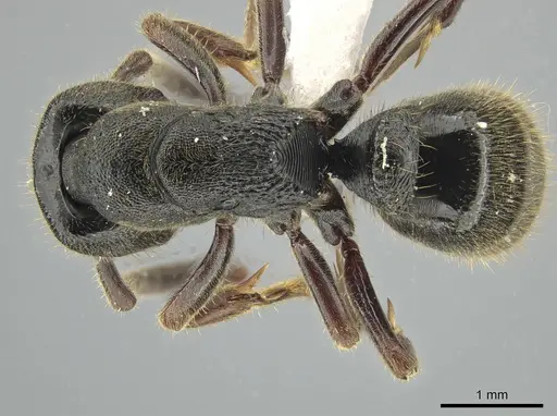 Ectomomyrmex overbecki - ZRC