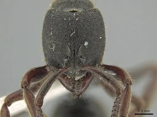 Ectomomyrmex overbecki - ZRC