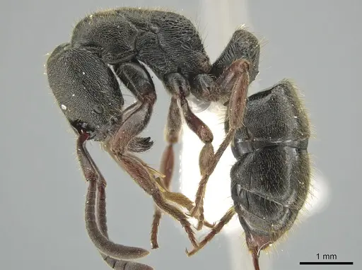 Ectomomyrmex overbecki - ZRC