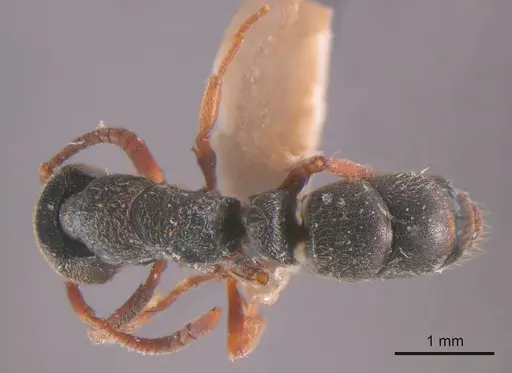 Ectomomyrmex ruficornis specimen