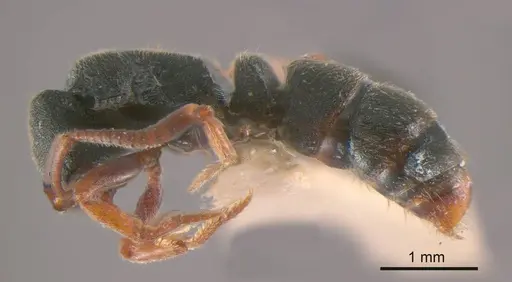 Ectomomyrmex ruficornis specimen