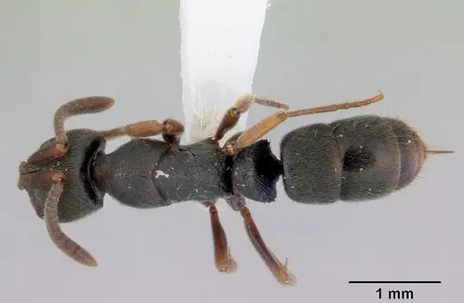 Ectomomyrmex ruficornis - CASENT0172434
