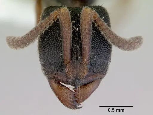 Ectomomyrmex ruficornis - CASENT0172434