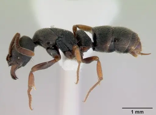 Ectomomyrmex ruficornis - CASENT0172434