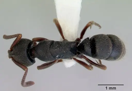 Ectomomyrmex ruficornis - CASENT0172435