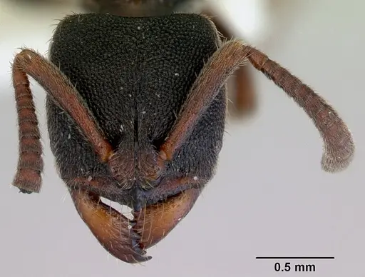 Ectomomyrmex ruficornis - CASENT0172435