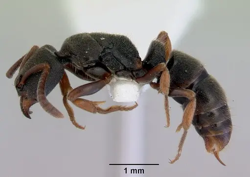 Ectomomyrmex ruficornis - CASENT0172435