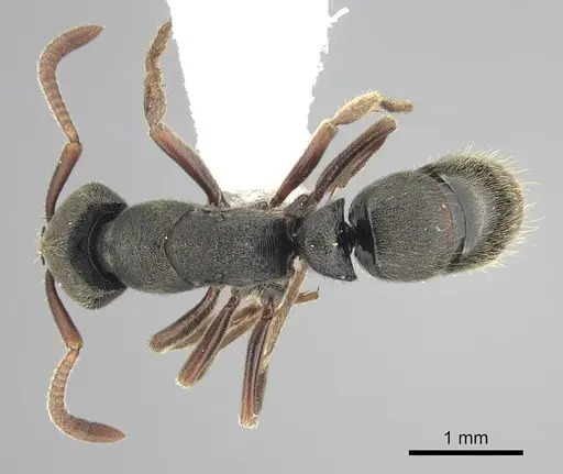Ectomomyrmex ruficornis - CASENT0249175