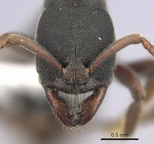 Ectomomyrmex ruficornis - CASENT0249175