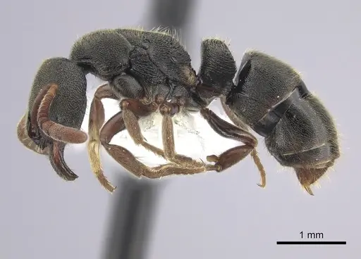 Ectomomyrmex ruficornis - CASENT0249175