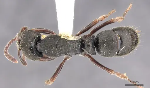Ectomomyrmex scobinus specimen