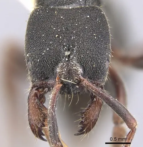 Ectomomyrmex scobinus specimen