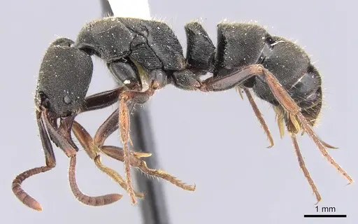 Ectomomyrmex scobinus specimen