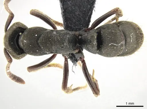 Ectomomyrmex simillimus specimen