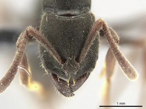 Ectomomyrmex simillimus specimen