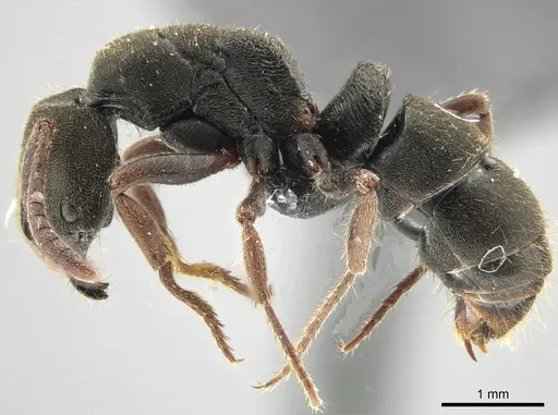 Ectomomyrmex simillimus specimen