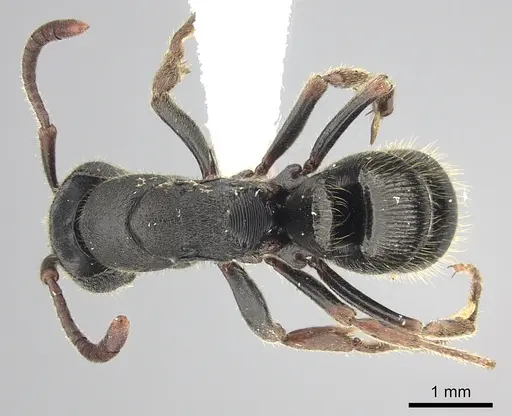 Ectomomyrmex striatulus specimen