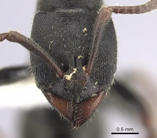 Ectomomyrmex striatulus specimen