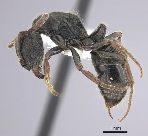 Ectomomyrmex striatulus specimen