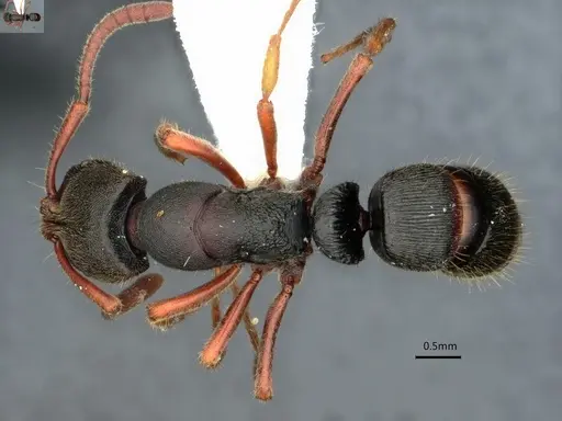 Ectomomyrmex striatulus - CASENT0882073