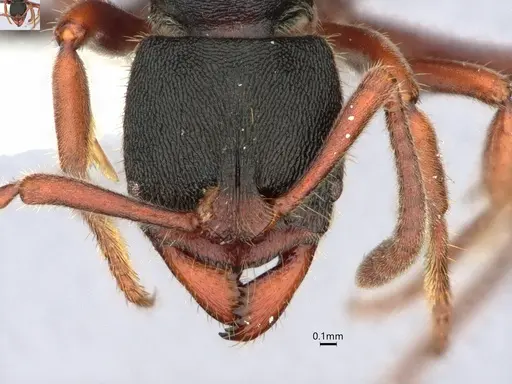 Ectomomyrmex striatulus - CASENT0882073