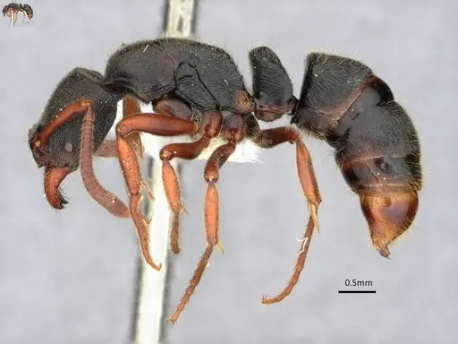 Ectomomyrmex striatulus - CASENT0882073