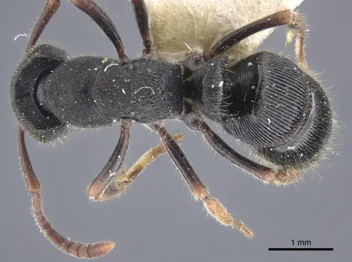 Ectomomyrmex striatulus - CASENT0916827