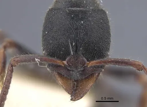 Ectomomyrmex striatulus - CASENT0916827