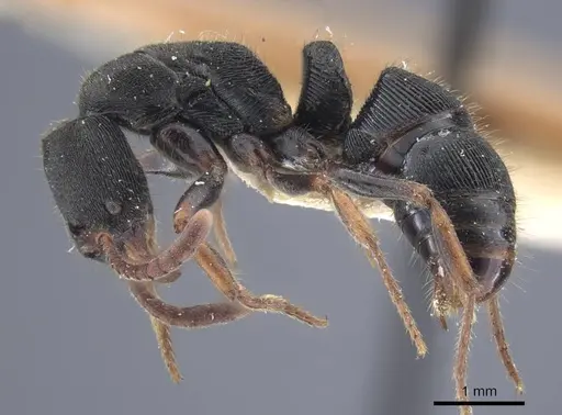 Ectomomyrmex striatulus - CASENT0916827