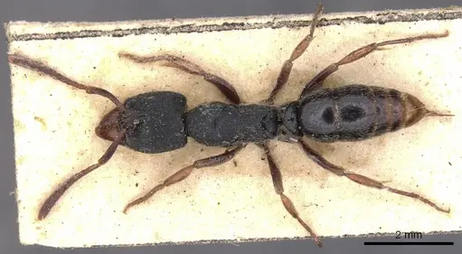 Ectomomyrmex striolatus specimen