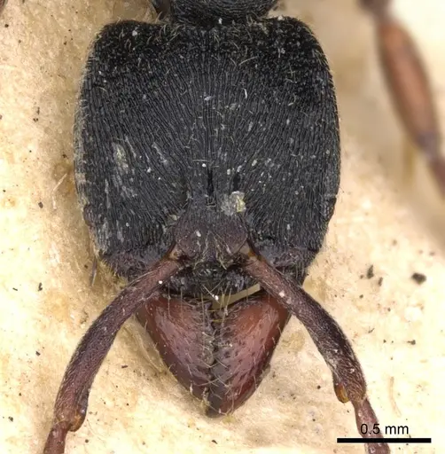 Ectomomyrmex striolatus specimen