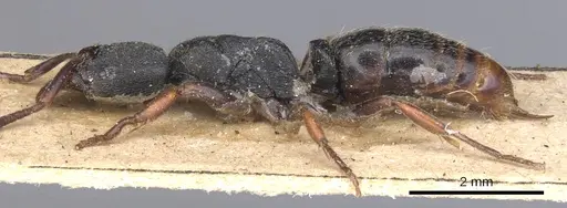 Ectomomyrmex striolatus specimen