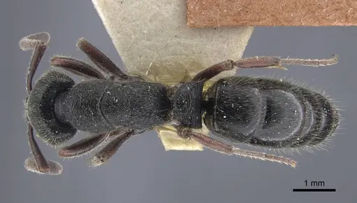 Ectomomyrmex sumatranus specimen