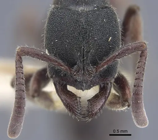 Ectomomyrmex sumatranus specimen