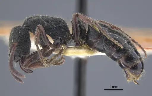 Ectomomyrmex sumatranus specimen