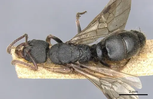 Ectomomyrmex vermiculatus specimen