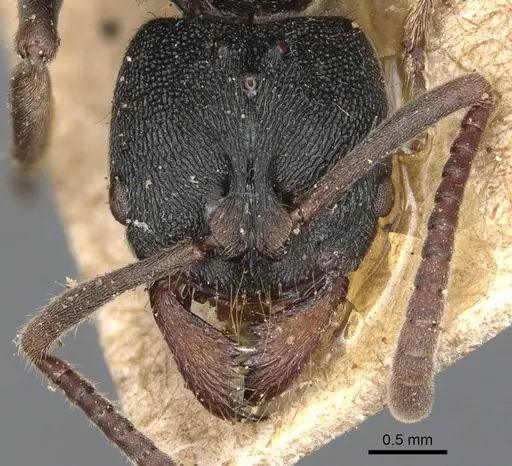 Ectomomyrmex vermiculatus specimen