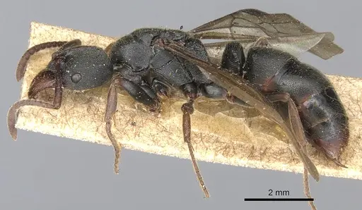 Ectomomyrmex vermiculatus specimen