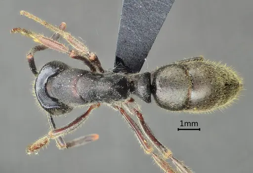 Ectomomyrmex zhengi specimen