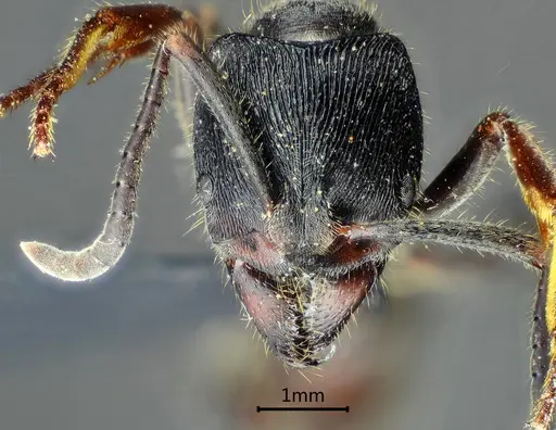 Ectomomyrmex zhengi specimen