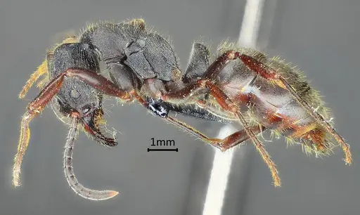 Ectomomyrmex zhengi specimen