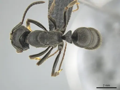 Ectomomyrmex zhengi - MCZ-ENT00759860