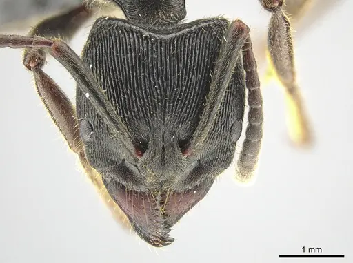 Ectomomyrmex zhengi - MCZ-ENT00759860