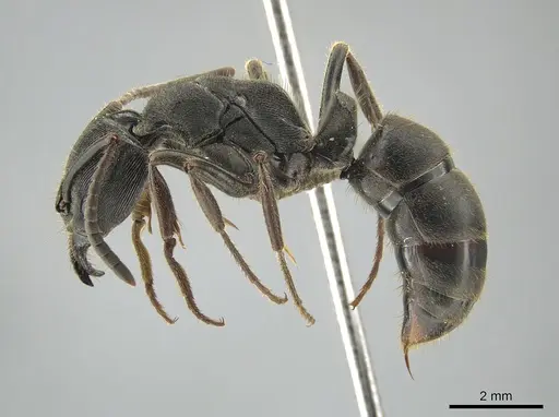 Ectomomyrmex zhengi - MCZ-ENT00759860