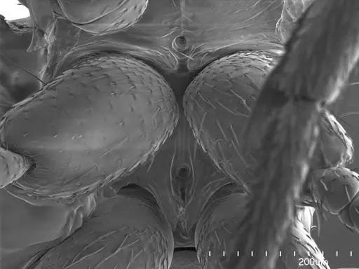 Emeryopone buttelreepeni specimen