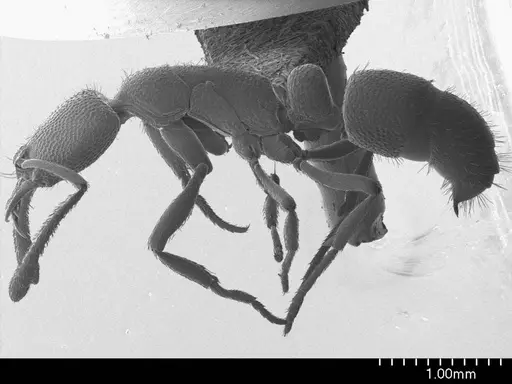 Emeryopone buttelreepeni specimen