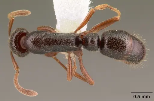 Emeryopone buttelreepeni - CASENT0101953